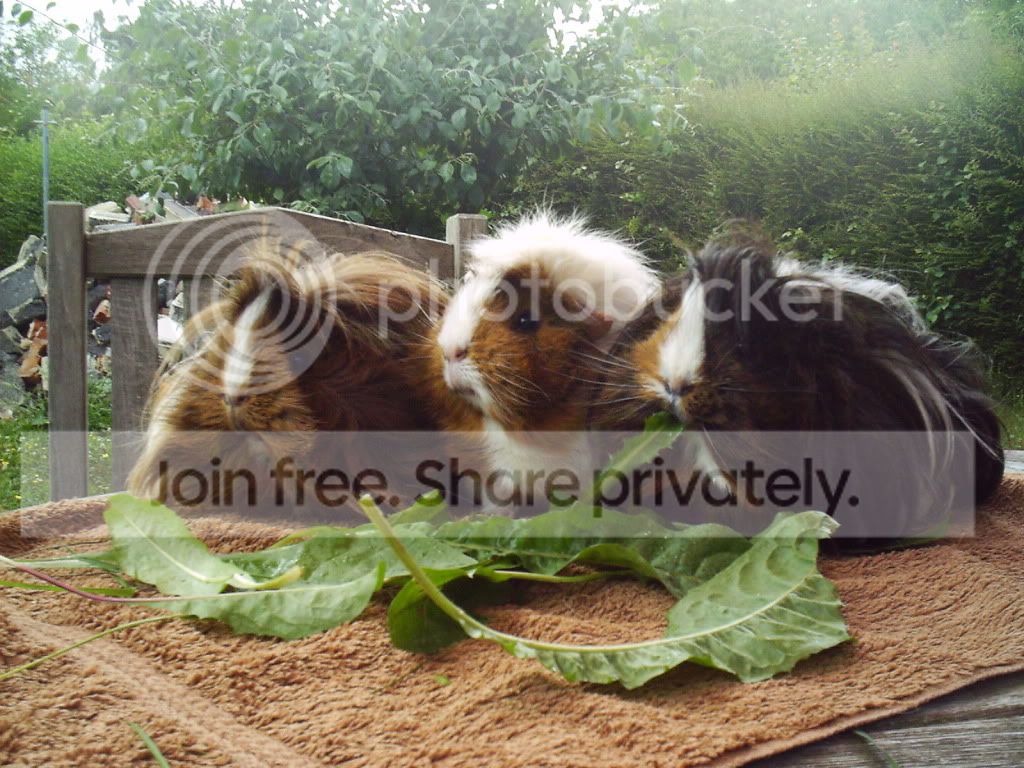 garden001.jpg