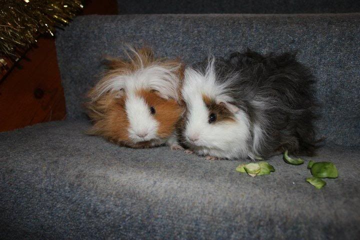 pigs3.jpg